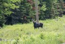 Moose in the field