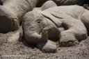 dying baby elephant